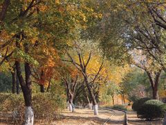 -永定河休闲森林公园