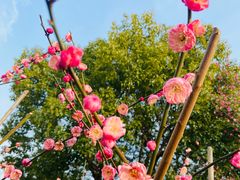 -花开海上生态园