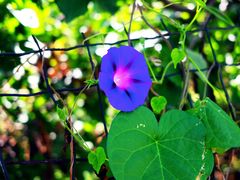 -意大利农场度假村