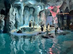 -帝企鹅自助餐厅•儿童岛•真企鹅(长隆企鹅酒店)