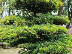 -南山植物园