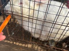 -前小桔亲子创意农场·草莓采摘·露营烧烤