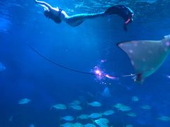 -烟台海昌鲸鲨海洋公园