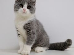 -袖虎·猫馆(体育西路店)