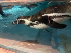 -帝企鹅自助餐厅•儿童岛•真企鹅(长隆企鹅酒店)