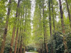 -东平国家森林公园