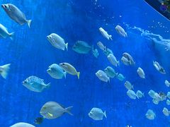 -合肥海洋世界