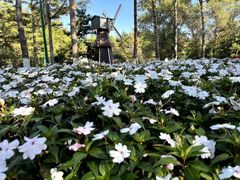 -黑龙江省森林植物园