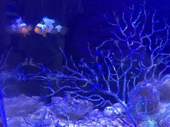 -本溪路花鸟市场(江浦路1709弄小区店)