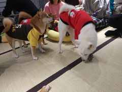 -逗柴咖啡屋·狗咖猫咖宠物桌游