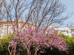 -山东艺术学院(长清校区)