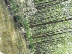 -合肥滨湖国家森林公园