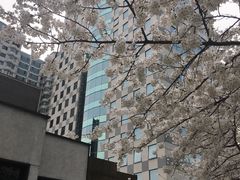 -玛格萝妮比萨屋(四平店)