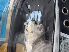 -萌兽医馆·宠物医院·猫骨科(创景店)