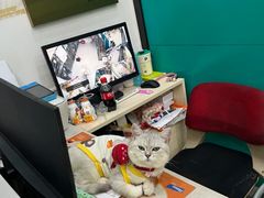 -乐琪宠物医院·犬猫专科·骨外科·急重症
