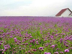 -紫颐香薰山谷景区