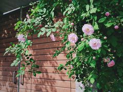 -颐和路民国时期公馆-风貌区