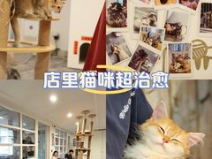 -楼上猫咖(罗湖店)