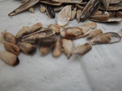 -城隍庙小礼品市场(福佑商厦福佑路店)