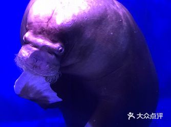 抚顺皇家极地海洋世界，喧闹的城市里难找到宁静
