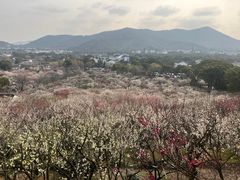 -香雪海
