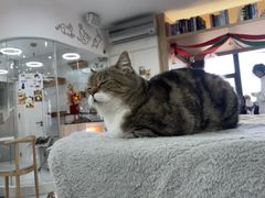 -喵园·猫主题咖啡厅·撸猫·猫咖(国贸店)