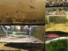 -Isla Sugbu Seafood City