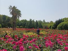 -上海滨江森林公园