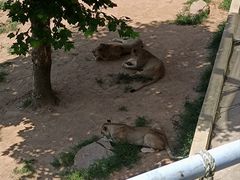 -西霞口神雕山野生动物世界