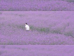 -紫颐香薰山谷景区