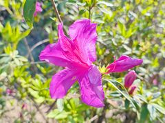 -梧桐山风景名胜区