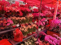 -越秀西湖花市(广州城市广场花卉店)