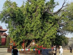-大槐树寻根祭祖园