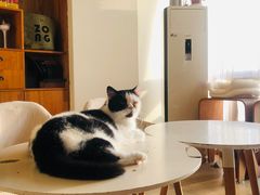 -猫咖时代(中山亭店)