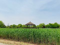 -梁鸿国家湿地公园