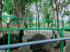 -长白岛森林公园