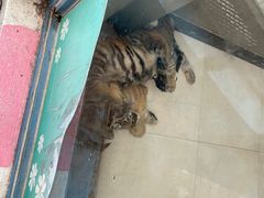 -大连森林动物园