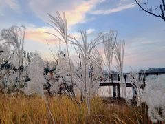 -东郊湿地公园