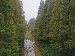 -黄海国家森林公园