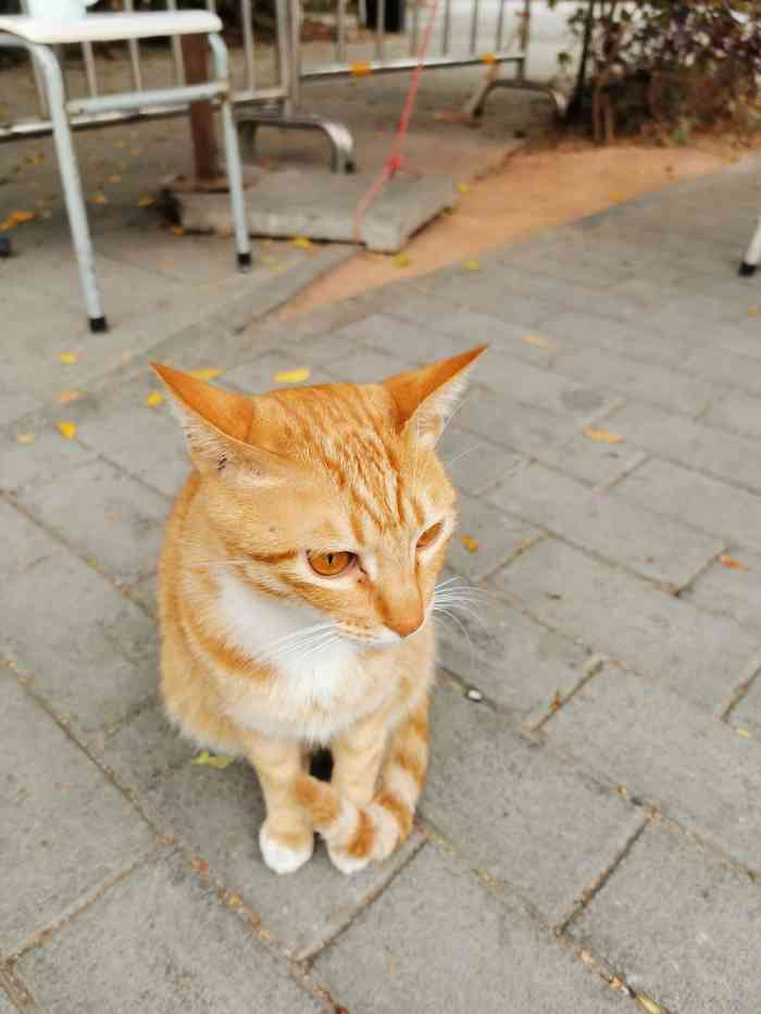 亮亮猫舍-"这是一次意外的邂逅,本来已经看上了另外一.