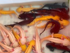 -中环花鸟鱼虫市场