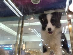 -乐宠宠物店(世纪金源店)