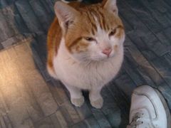猫……不是拿来吃的-新招鲜(长江路店)