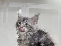 -青奢宠物·青奢猫舍