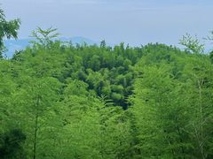 -长沙黑麋峰国家森林公园