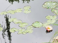 -海淀公园