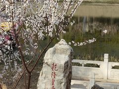 -桃花堤公园