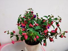-中环花鸟鱼虫市场