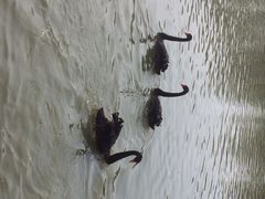 iphone_upload_pic-溱湖国家湿地公园