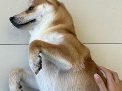 -怪兽屋·羊驼·猫咖·狗咖(俊华广场店)